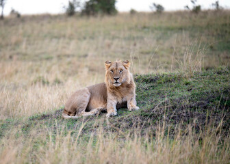 Portrait of a Lion