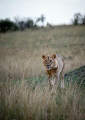 Portrait of a Lion