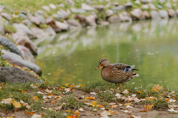 Duck sits in park near water