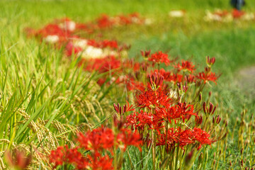彼岸花　曼珠沙華