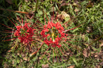 Red spider lilies in Tokyo, Japan