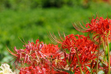 彼岸花　曼珠沙華