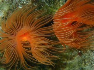 Naklejka na ściany i meble Polychaeta Smooth tubeworm or red-spotted horseshoe (Protula tubularia) close-up undersea, Aegean Sea, Greece, Halkidiki 