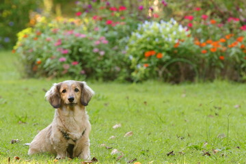 公園の犬