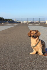 滑走路と犬