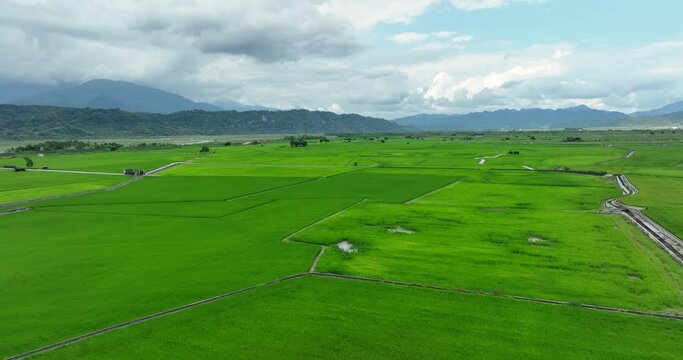 Paddy rice field in Yuli of Hualien in Taiwan