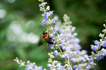 セイヨウニンジンボクの花の花粉を集めるハチ　日本　flowers of Vitex agnus-castus