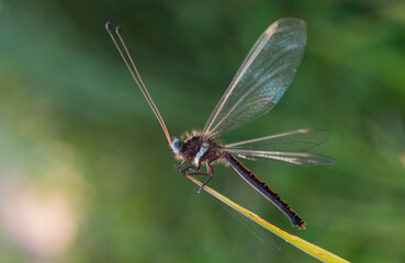 An owlfly Ascalaphidae , a dragonfly-like insect perching on a grass in the morning during golden hour with bokeh background 