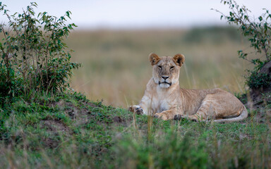 Lioness