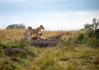 Lioness