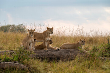 Naklejka premium Lioness