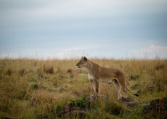 Lioness