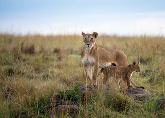 Lioness