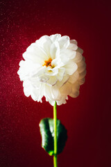 close-up on a white flower on a red background
