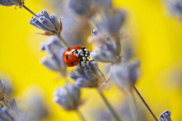 Seven spot ladybird in a branch of blooming lavender. Lavender flower and ladybug on yellow...