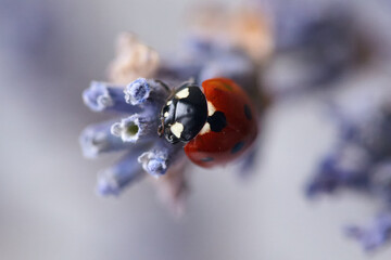 Closeup of a ladybug on a lavender flower. Lavender flower and ladybug on gray background.