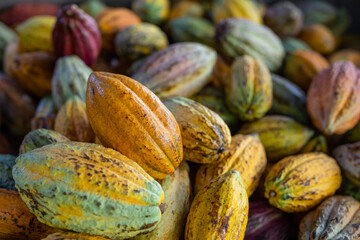 Stack of colorful ripe cocoa pod