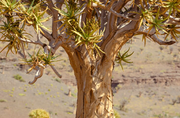 Quiver Tree  closeup