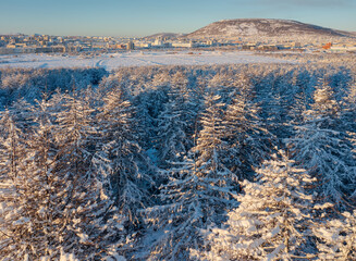 Winter aerial view of a snowy forest. In the distance the city of Magadan. The nature of Siberia and the Russian Far East. Snow on the branches of larch trees. Cold weather. Magadan region, Russia.