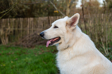 White Swiss Shepherd Dog, with long furry hair at the Flemish countryside