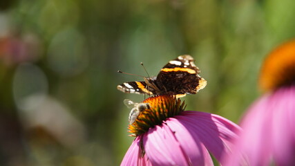 Schmetterling mit Biene auf Blume