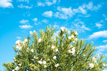 White blooming green plant with sky and clouds in background.