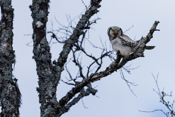 Northern hawk-owl (Surnia ulula)