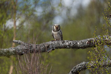 Northern hawk-owl (Surnia ulula)