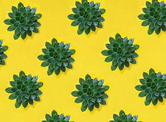 Top view of cactus on the yellow background. Pattern. Flat lay.