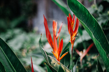 Obraz premium red flower in the grass