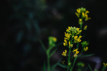 yellow flower in the garden