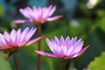 pink lotus flower