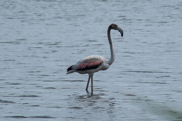 pink flamingo