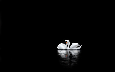A Swan Couple