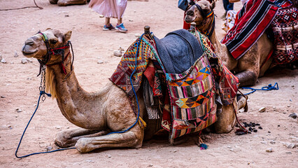 jordan camel