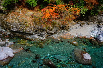 The clear stream of the Niyodo River with deep autumn foliage, Niyodogawa-cho, Agawa district, Kochi Prefecture, Japan