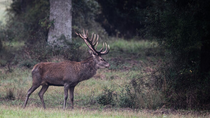 brame du cerf - automne
