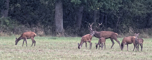 cerf - arde - brame - automne 