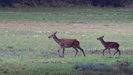 cerf - arde - brame - automne 