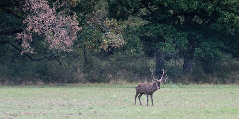 cerf - arde - brame - automne 