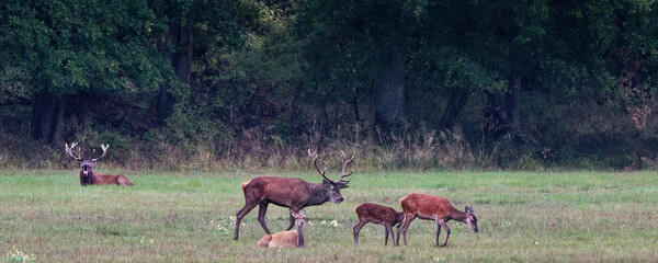 cerf - arde - brame - automne 