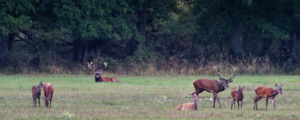 cerf - arde - brame - automne 
