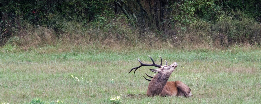 brame du cerf - automne
