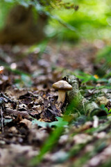 mushrooms in the forest