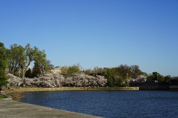 Cherry tree blooming festival at reservoire in Washington DC national Mall (USA)