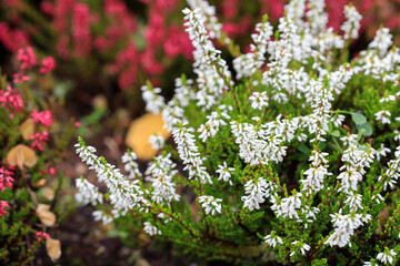 White heather (Calluna vulgaris) in the garden.