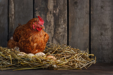 hen laying eggs in nest of hay inside chicken coop