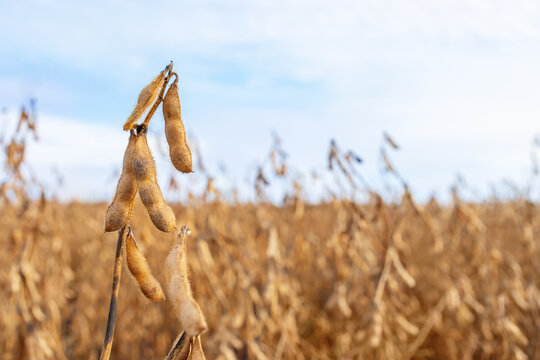 soybean pods on the agricultural field and sky as background