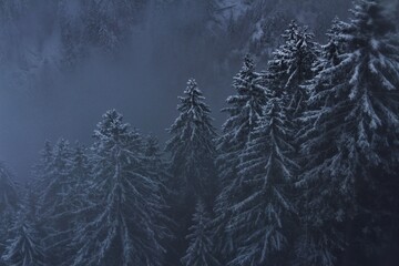 mystical forest in winter 
