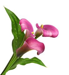 Pink flowers and green leaves of calla (Zantedeschia) in a bouquet isolated on white. Corner...